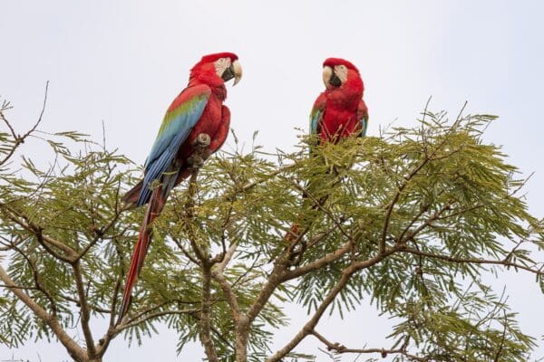 Wild Red-and-green Macaws perch high in a tree