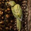 A wild Red-bellied Macaw clings to a tree