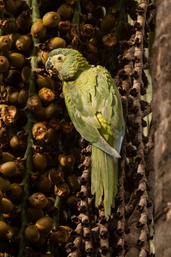 A wild Red-bellied Macaw clings to a tree