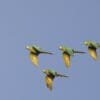 Wild Red-bellied Macaws in flight