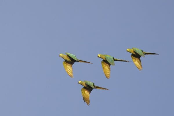 Wild Red-bellied Macaws in flight