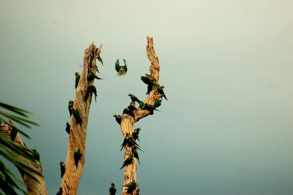 Wild Red-bellied Macaws cling to trees
