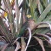 A wild Red-bellied Macaw in a palm tree