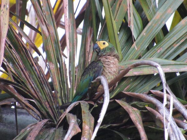 A wild Red-bellied Macaw in a palm tree