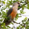 A wild Red-bellied Parrot perches in a tree