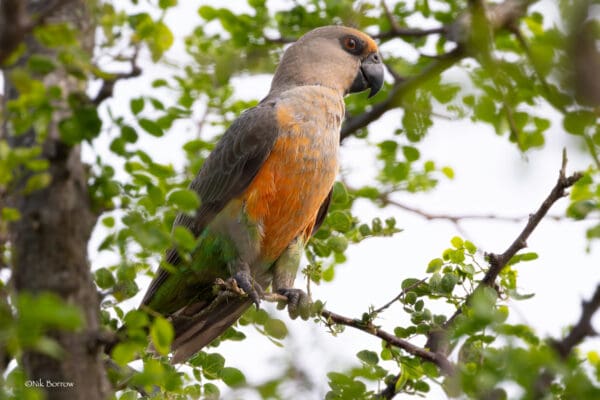 A wild Red-bellied Parrot perches in a tree