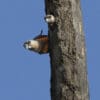 Wild Red-bellied Parrots cling to a nest tree