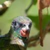 A closeup of a Red-billed Parrot