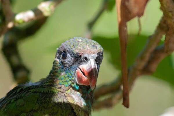 A closeup of a Red-billed Parrot