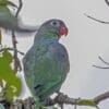 A wild Red-billed Parrot perches in a tree