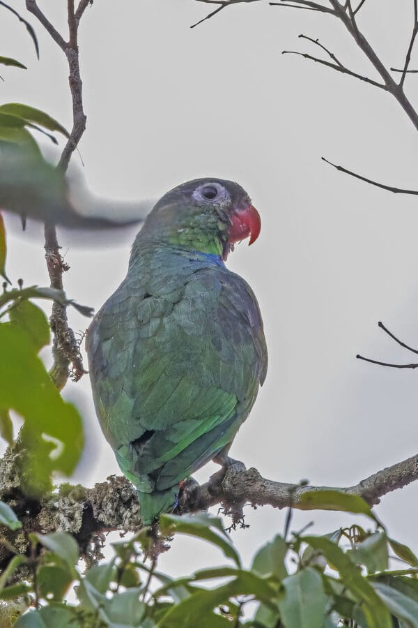 A wild Red-billed Parrot perches in a tree