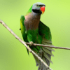 A wild Red-breasted Parakeet perches on a thin branch