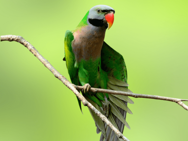 A wild Red-breasted Parakeet perches on a thin branch