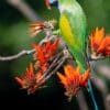 A wild Red-breasted Parakeet feeds on blossoms