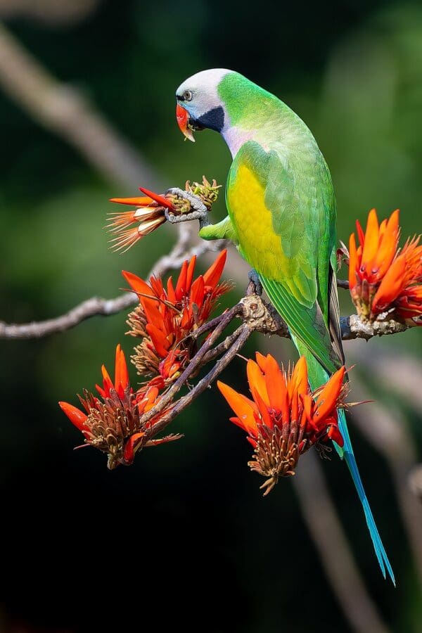 A wild Red-breasted Parakeet feeds on blossoms