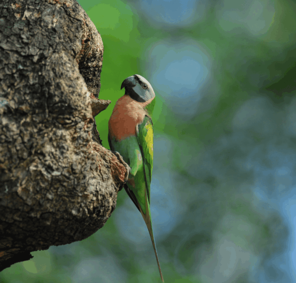 A wild Red-breasted Parakeet clings to a tree