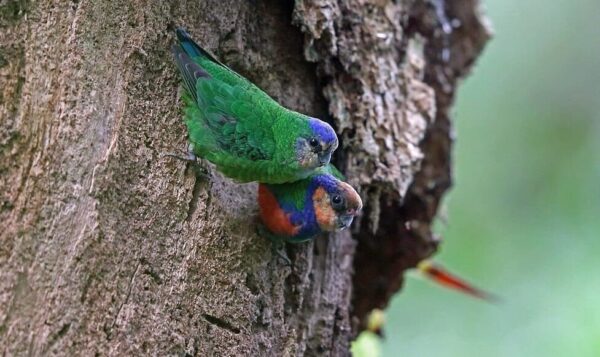 Wild Red-breasted Pygmy Parrots, female left, male right, cling to a tree trunk