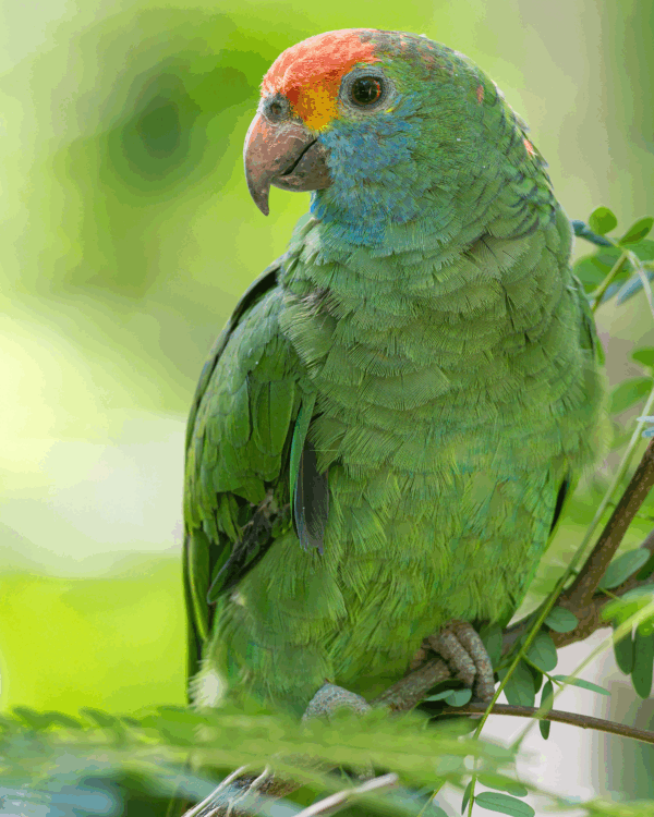 A wild Red-browed Amazon perches in a tree
