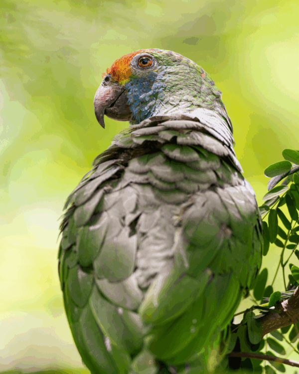 A wild Red-browed Amazon perches in a tree