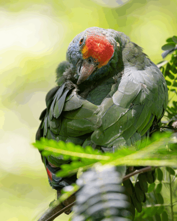 A wild Red-browed Amazon perches in a tree