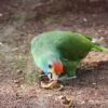 A Red-browed Amazon forages on the ground