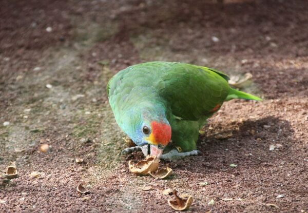 A Red-browed Amazon forages on the ground