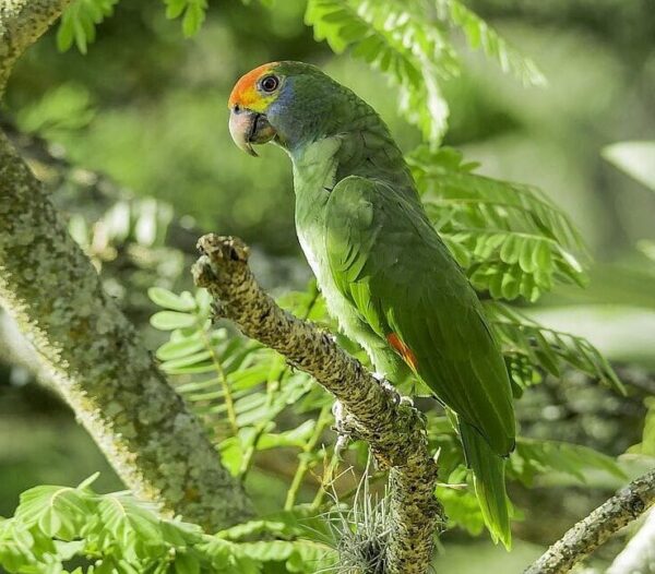 A wild Red-browed Amazon perches in a tree