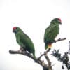 Wild Red-browed Amazons perch atop a tree
