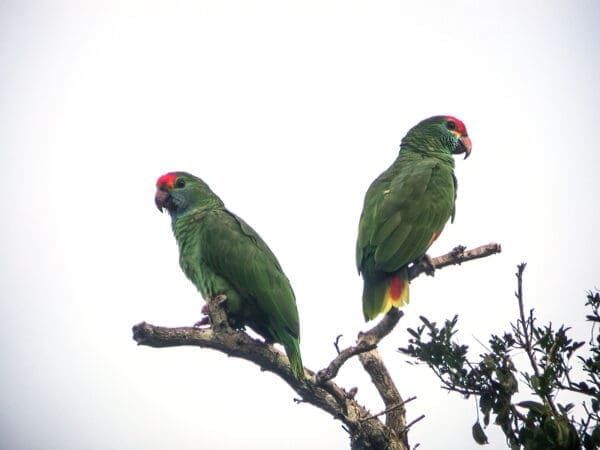 Wild Red-browed Amazons perch atop a tree