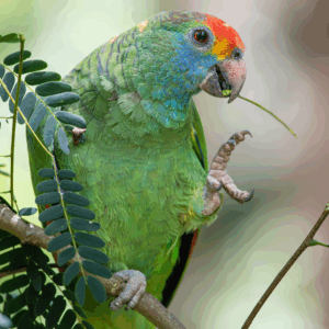 A wild Red-browed Amazon perches in a tree