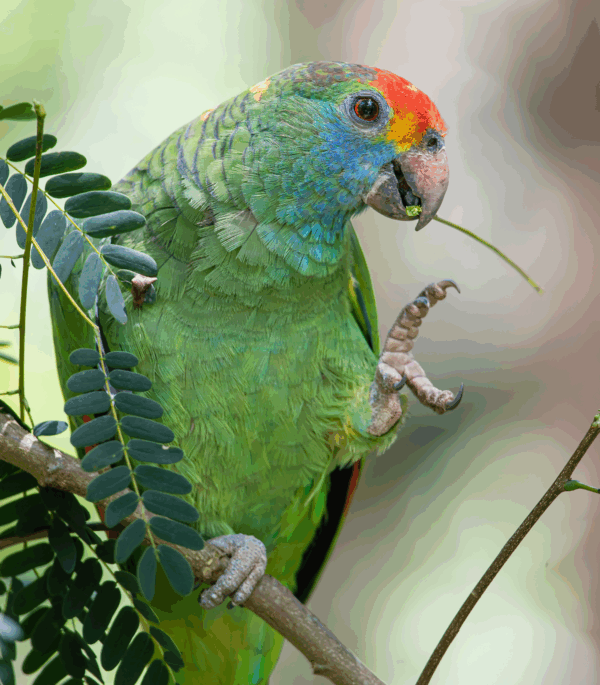 A wild Red-browed Amazon perches in a tree