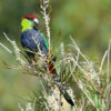A wild Red-capped Parrot feeds on seeds