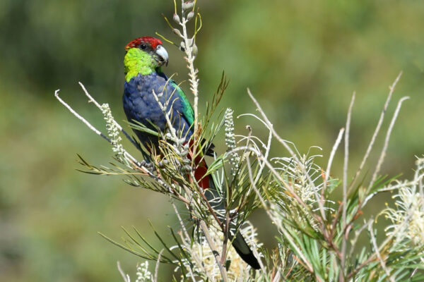 A wild Red-capped Parrot feeds on seeds