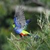 A wild Red-capped Parrot takes flight