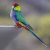 A wild Red-capped Parrot perches on a man-made object