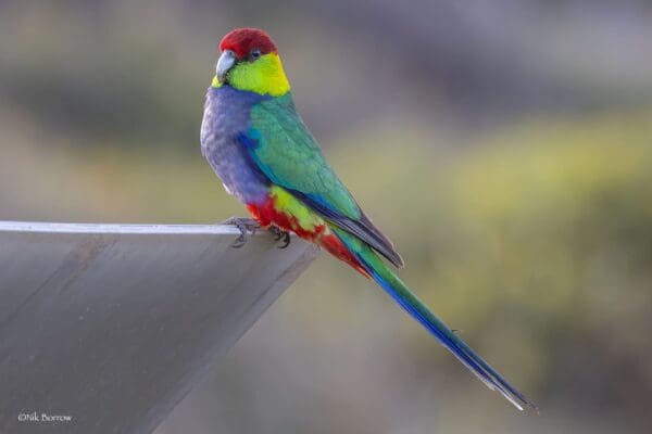 A wild Red-capped Parrot perches on a man-made object