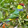 A wild Red-capped Parrot perches in a bush