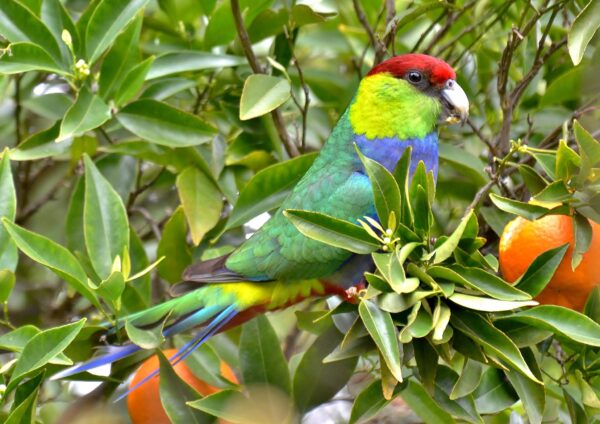 A wild Red-capped Parrot perches in a bush