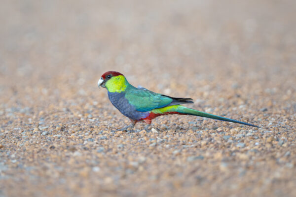 A wild Red-capped forages on the ground