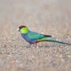 A wild Red-capped forages on the ground
