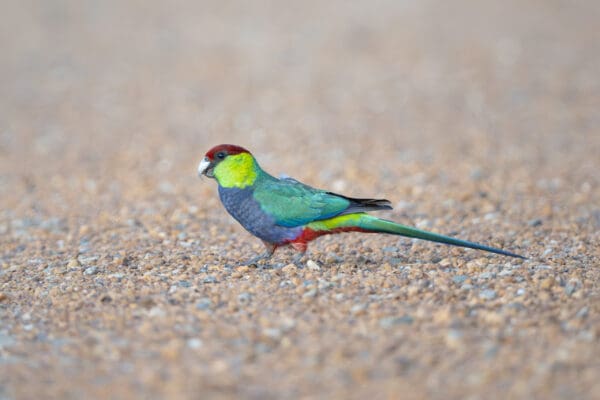 A wild Red-capped forages on the ground