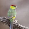 A wild Red-capped Parrot perches on a branch