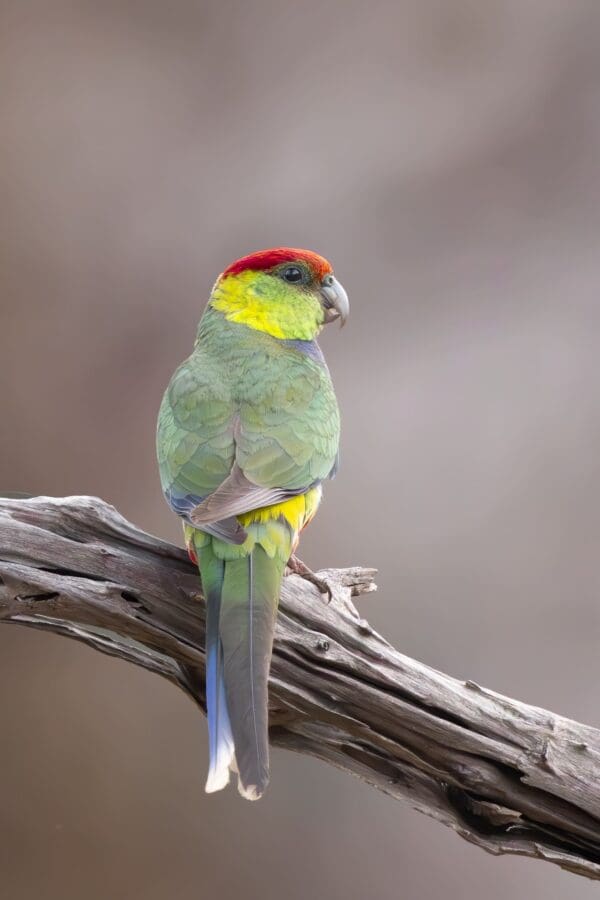 A wild Red-capped Parrot perches on a branch