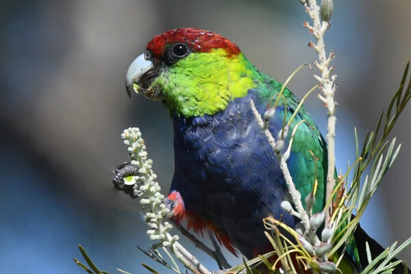 A wild Red-capped Parrot feeds on seeds