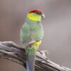 A wild Red-capped Parrot perches on a branch