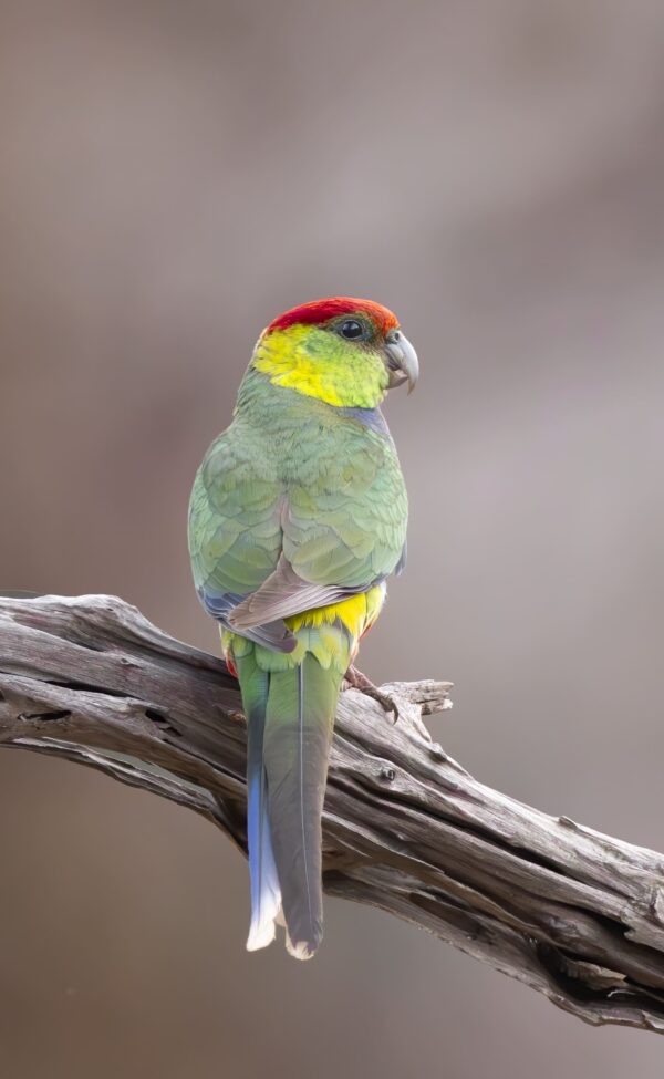 A wild Red-capped Parrot perches on a branch