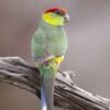 A wild Red-capped Parrot perches on a branch