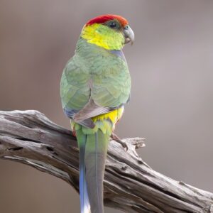 A wild Red-capped Parrot perches on a branch