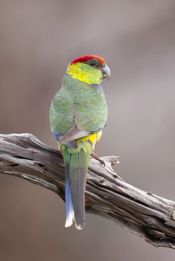 A wild Red-capped Parrot perches on a branch