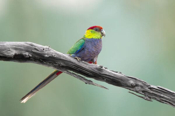 A wild Red-capped Parrot perches on a branch
